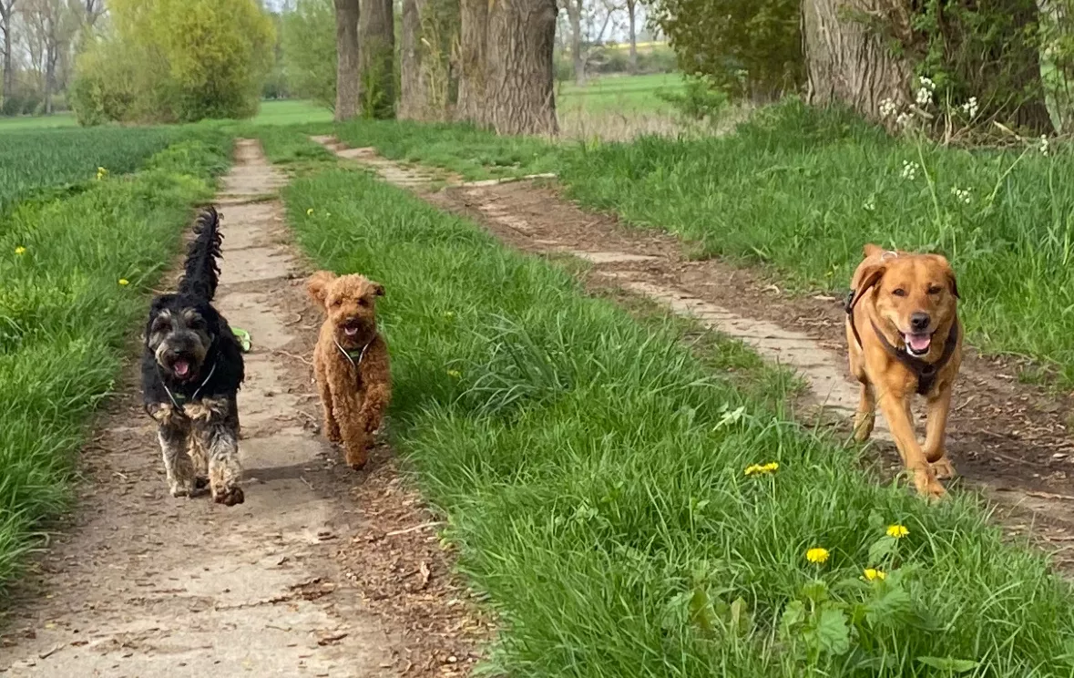 Spaziergang mit betreuten Hunden