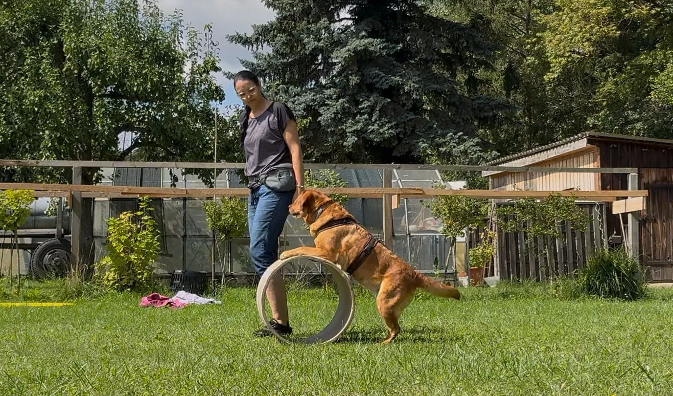Hundeschule - Uckerschnauzen-Hundeschule & Hundepension