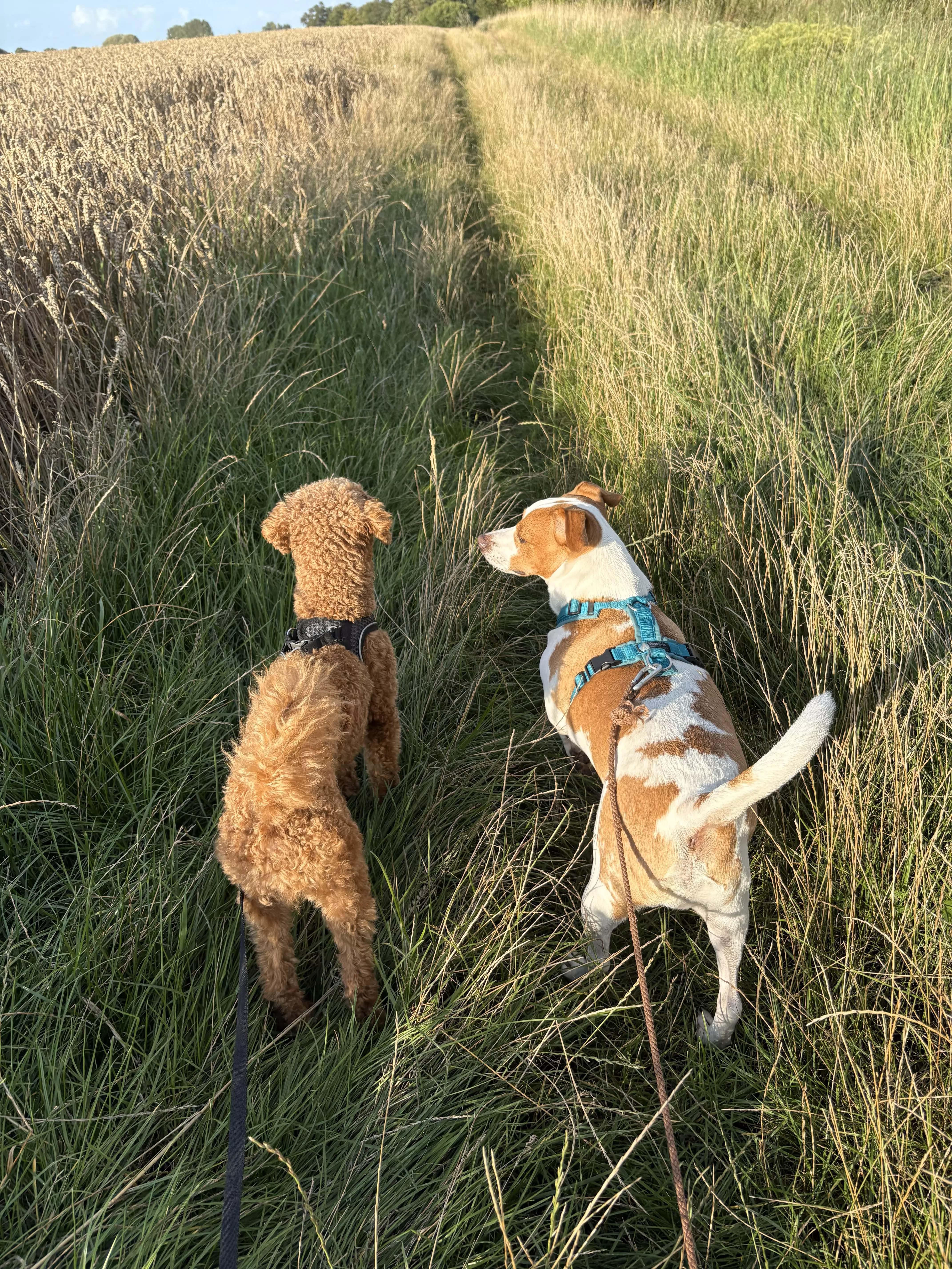 Freies Hundetraining